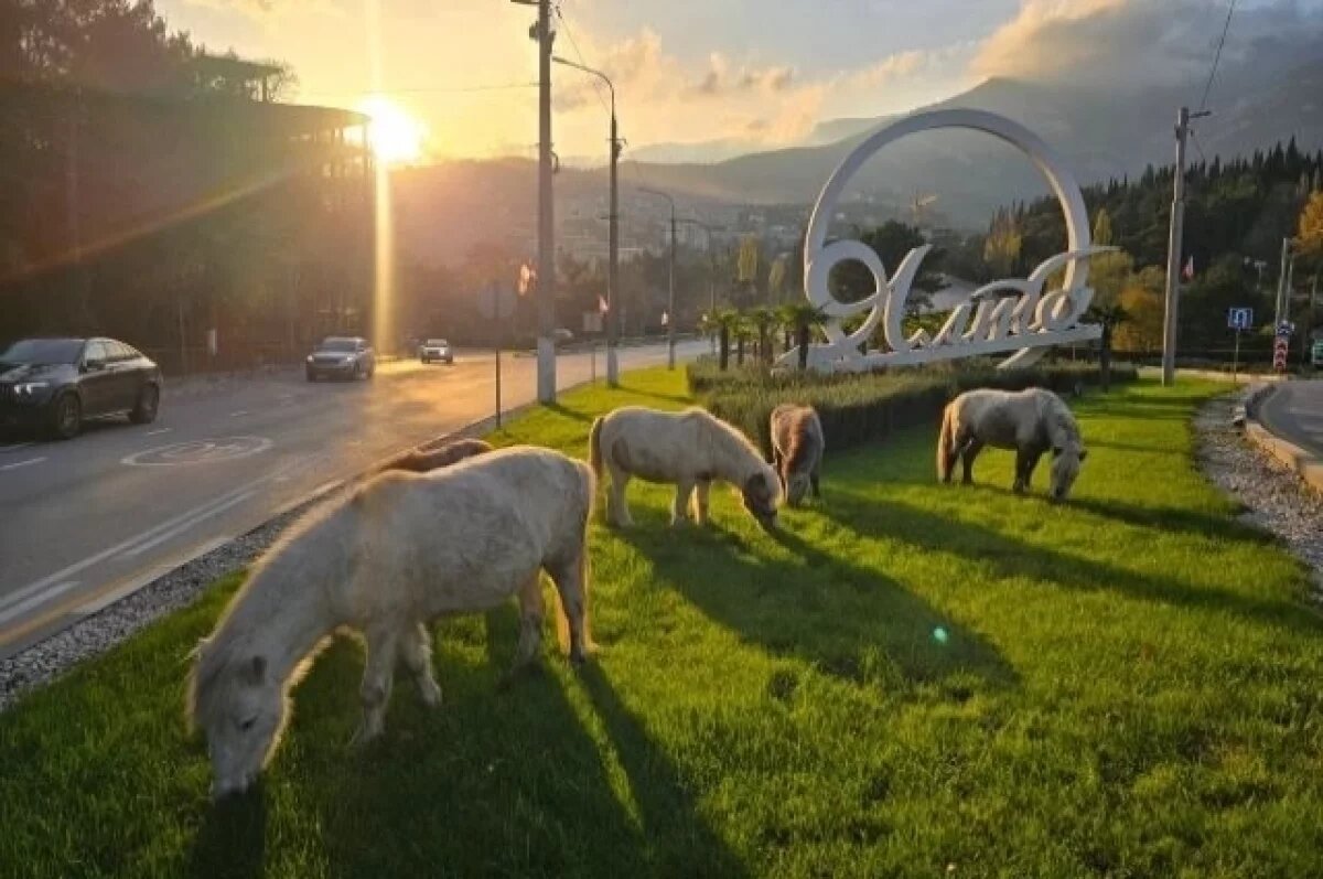    В Ялте пони едва не устроили транспортный коллапс на въезде в город