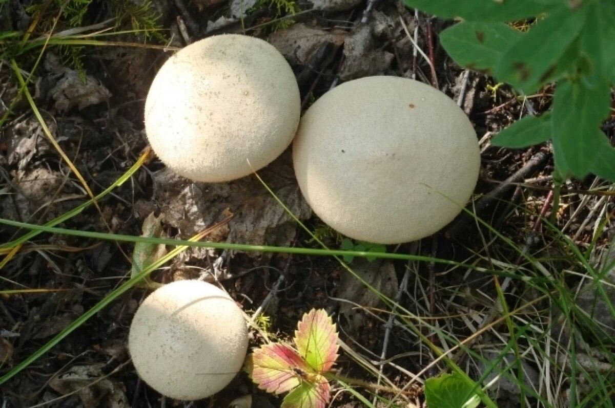    Саратовцы заметили изобилие ядовитых грибов на Кумысной поляне в ноябре
