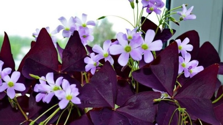 Оксалис при правильном освещении - никакого разваливания