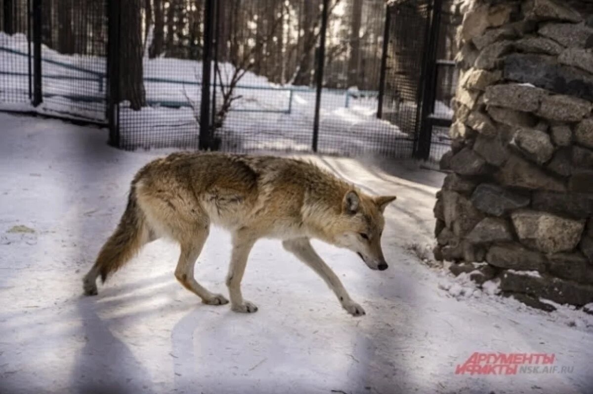    ЦУР Удмуртии назвал информацию о растерзанном волком мужчине фейком