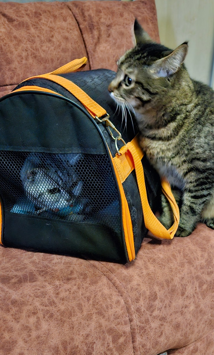 Кузя, собственой персоной, бдит за Мией, чтобы никто не обидел её😼☝️