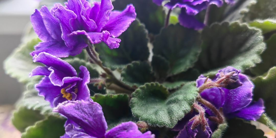 Перестал следовать правилам с фиалками. Зимой квартира как оранжерея