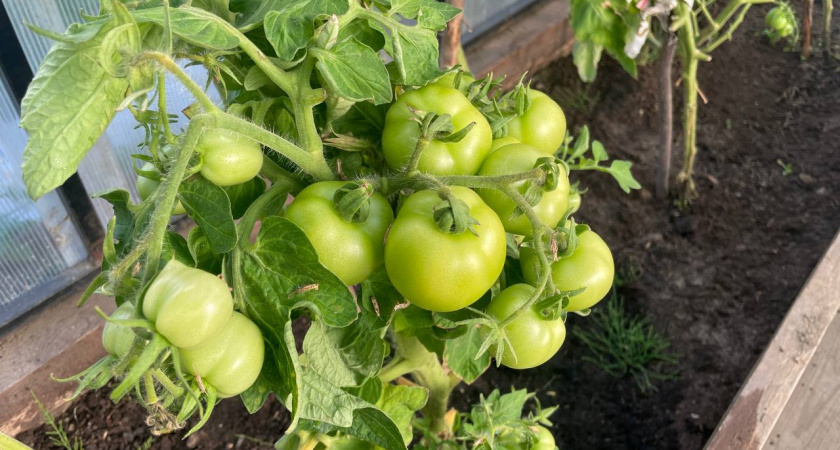    Посадил, и они растут сами: 11 сортов томатов, за семенами которых охотятся все дачники. Обильный урожай без хлопот