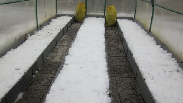 Собираю снег в теплицу с декабря по февраль. Грунт оживает на месяц раньше