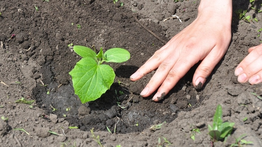 Грунтовые всходы мощные и здоровые