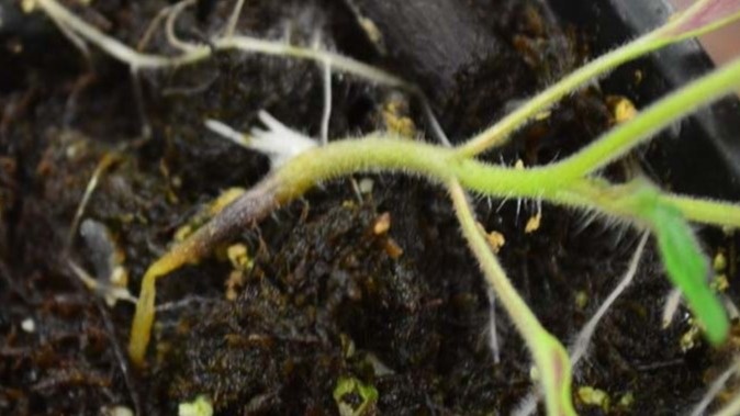  Черная ножка поражает каждое пятое растение в марте.