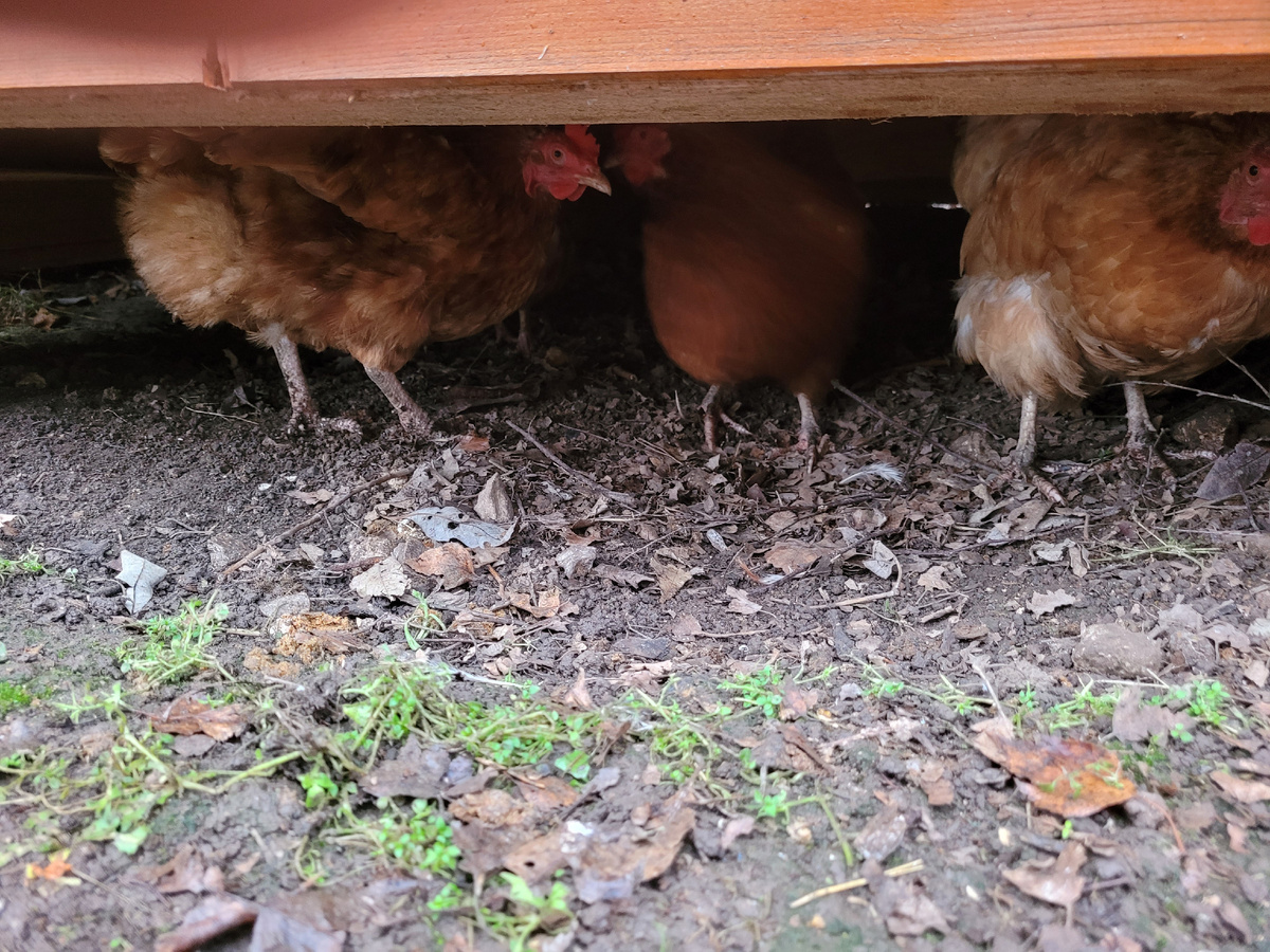 Спрятались от дождя.