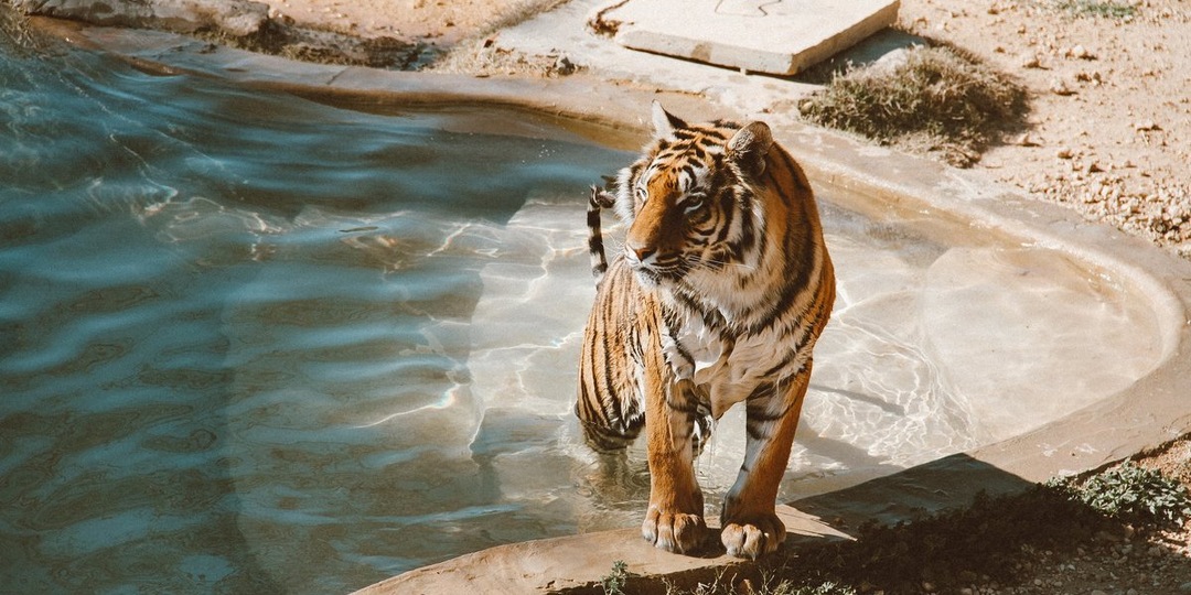 Россиянин, сдай тигра: вводятся шестилетние ограничения на экзотику в домах