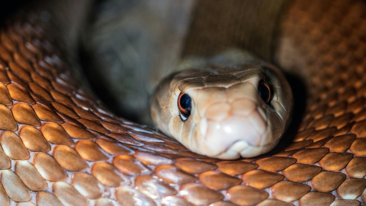    Многие виды змей вошли в новый список запрещенных к содержанию животных