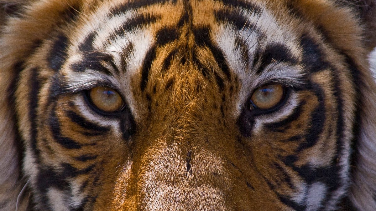    Тигров и так было бы сложно содержать в квартире, а теперь это незаконно