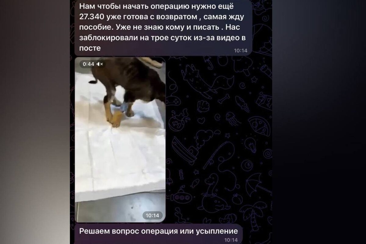    Фото: ТГ-канал "КОШАЧЬЕ ЦАРСТВО - дом для бездомных кошек"