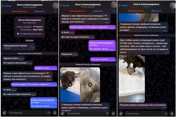    Фото: ТГ-канал "КОШАЧЬЕ ЦАРСТВО - дом для бездомных кошек"