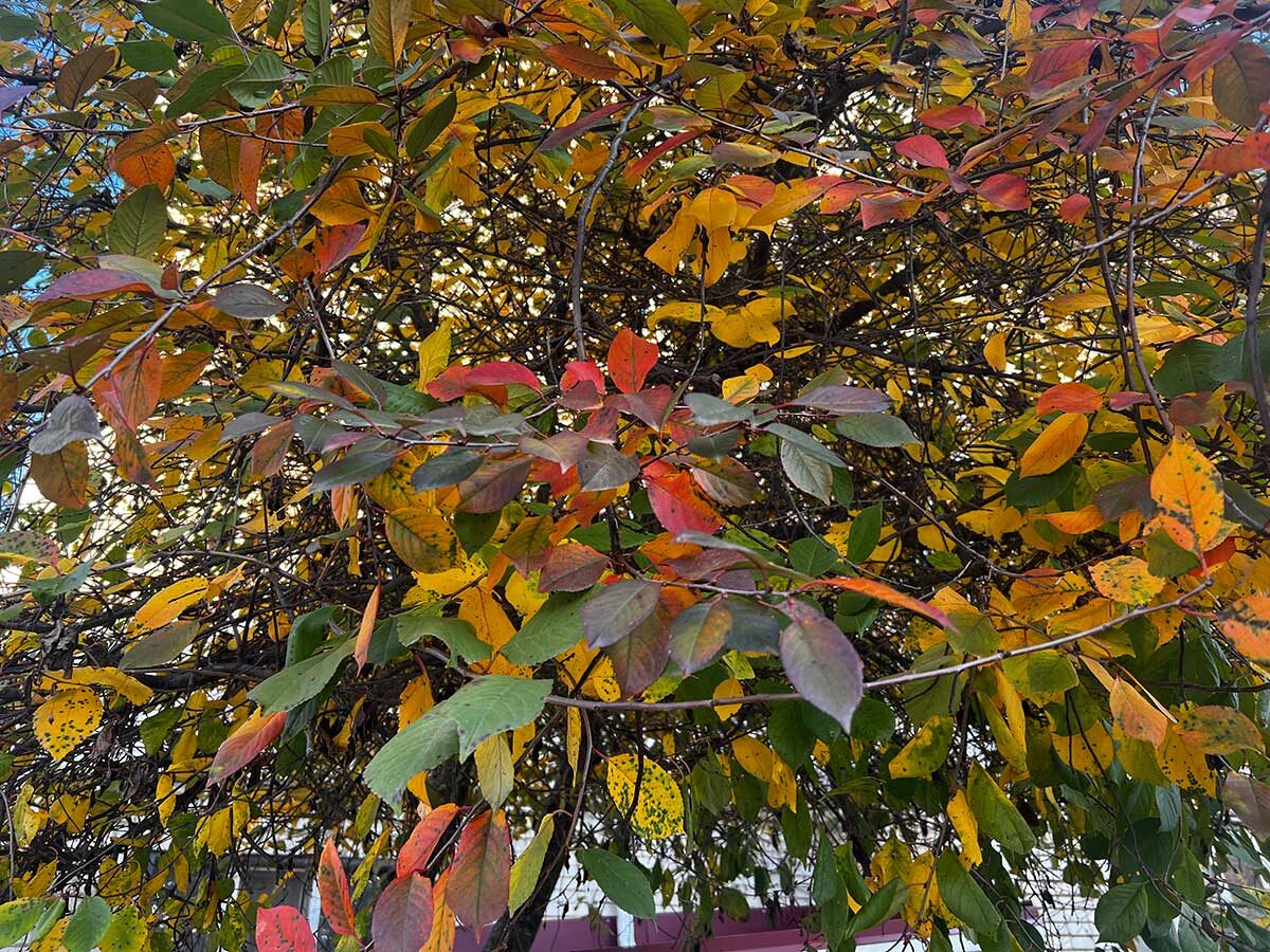 Вишня осенью