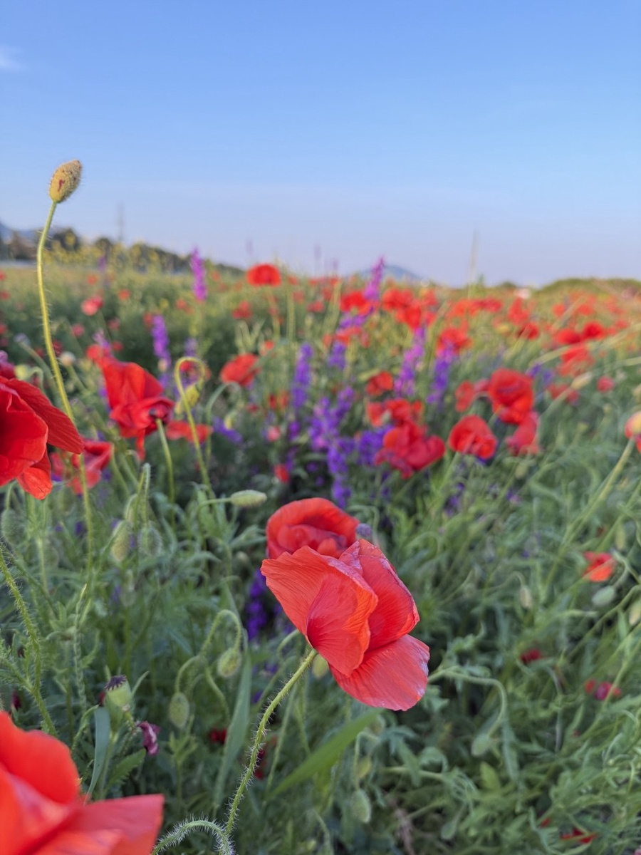 Цветение маков в районе этих гор - просто невероятное зрелище