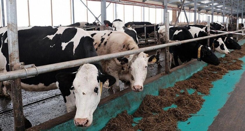    В Уржумском районе выявлены нарушения ветеринарного законодательства