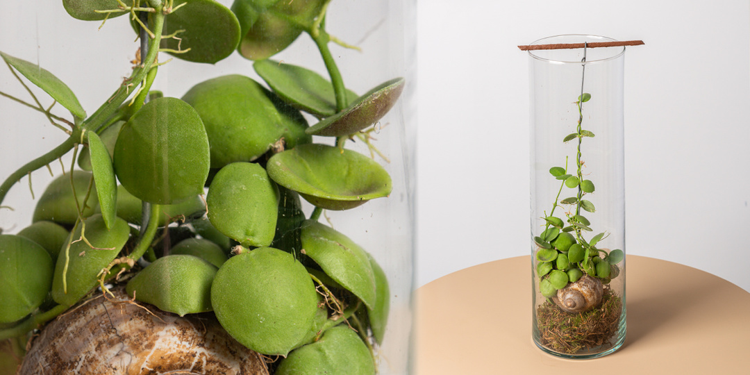 Дисхидия - виды, выращивание, размножение и уход.