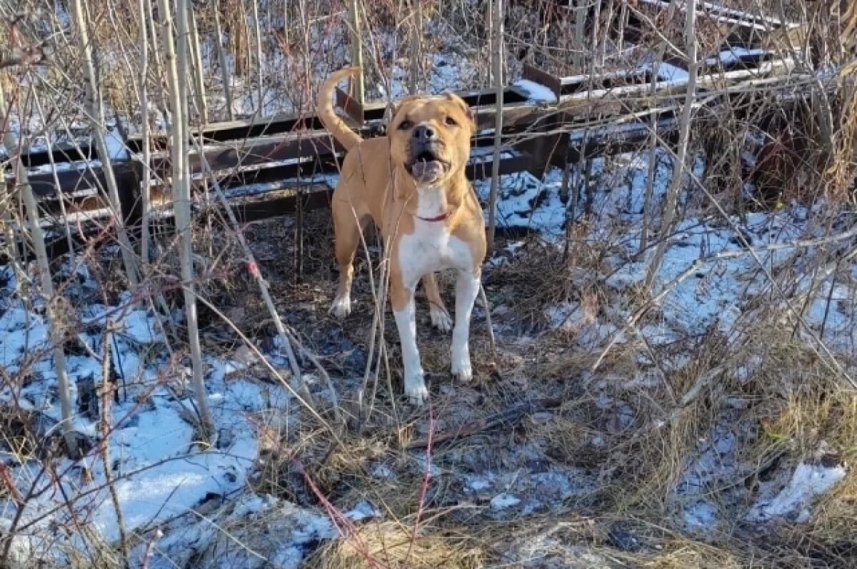    Жители Невьянска спасли стаффорда, которого хозяин бросил ночью на пустыре