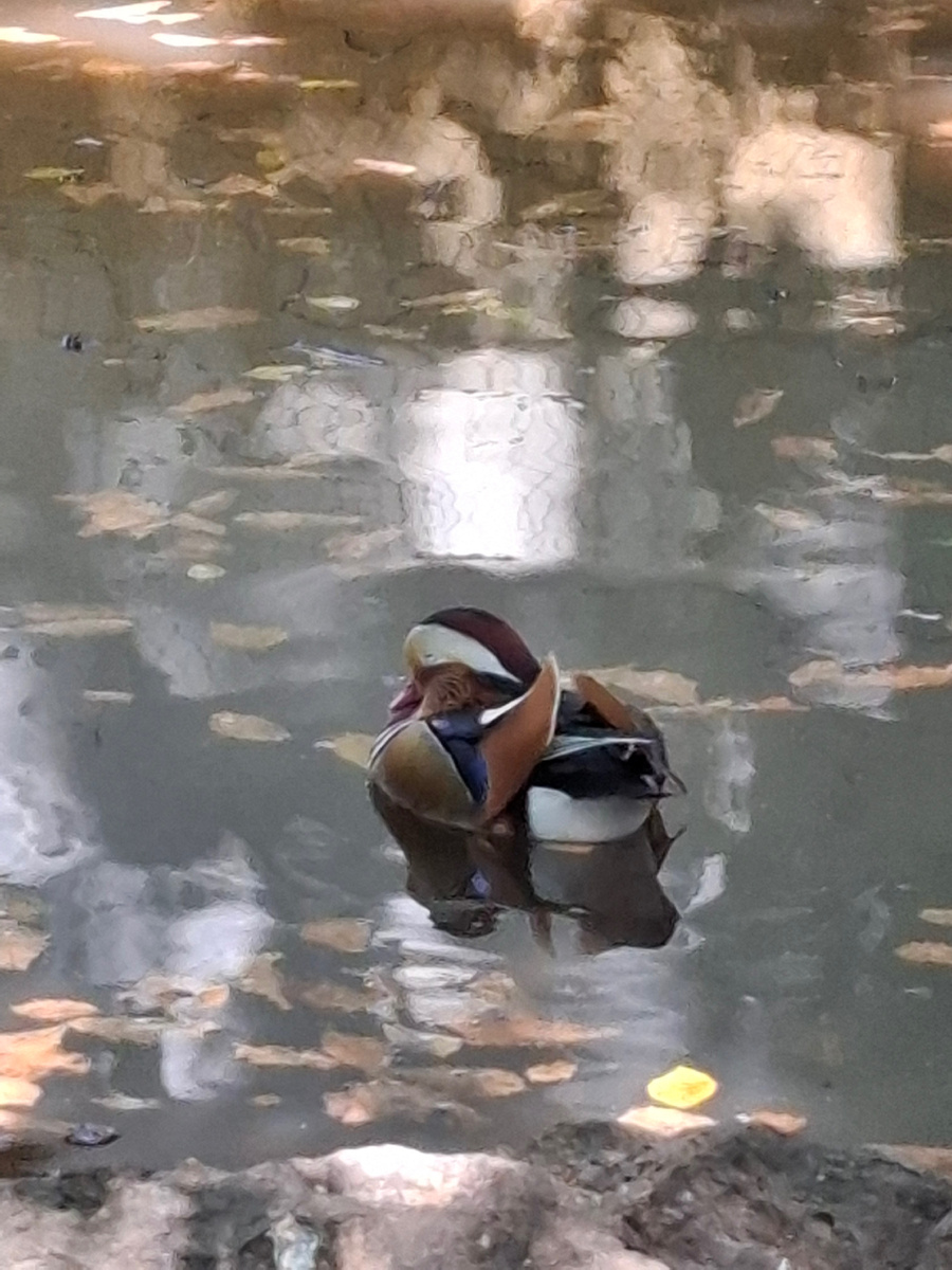 Утка-мандаринка в зоосаде «Приамурский»