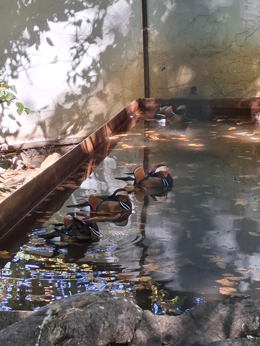 Утки-мандаринки в зоосаде «Приамурский»