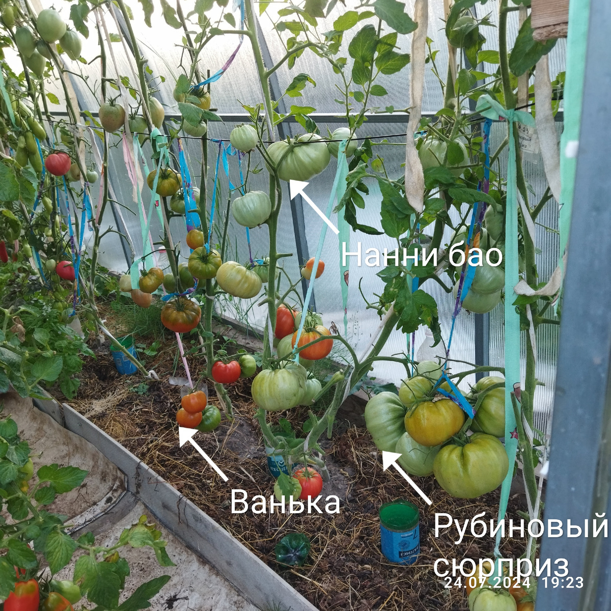 24 июля 24 год