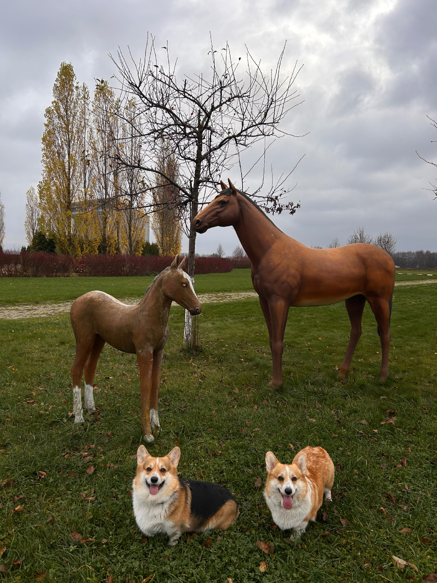 Фотографируемся с красивыми лошадками! 🧡