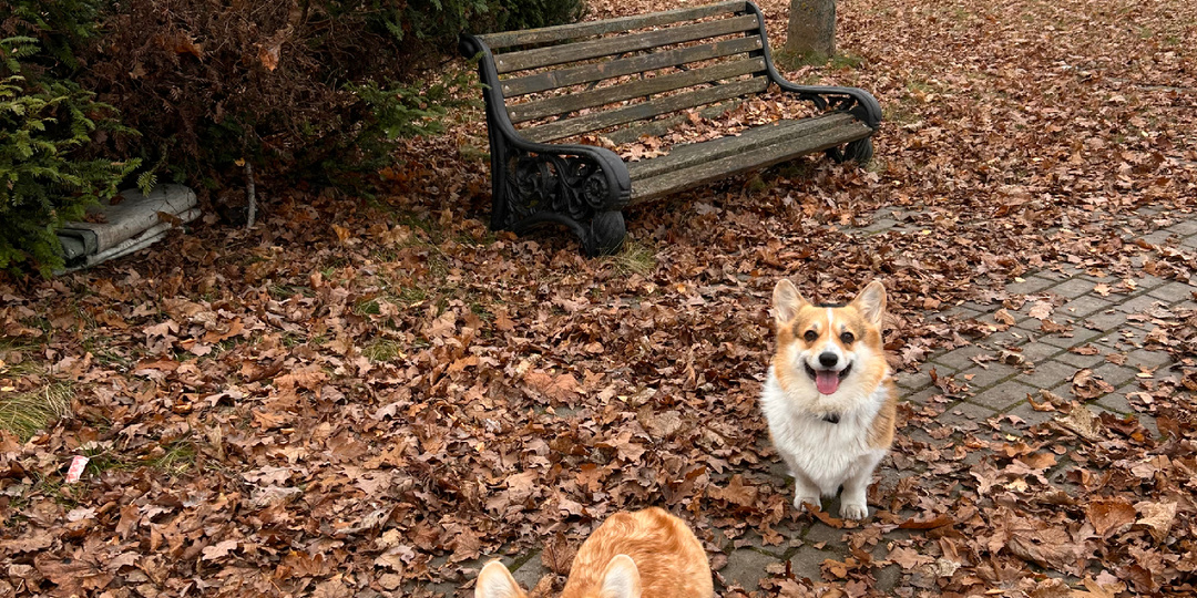 Язычки по Вторникам из конного парка «Русь» 🐶👅🐎