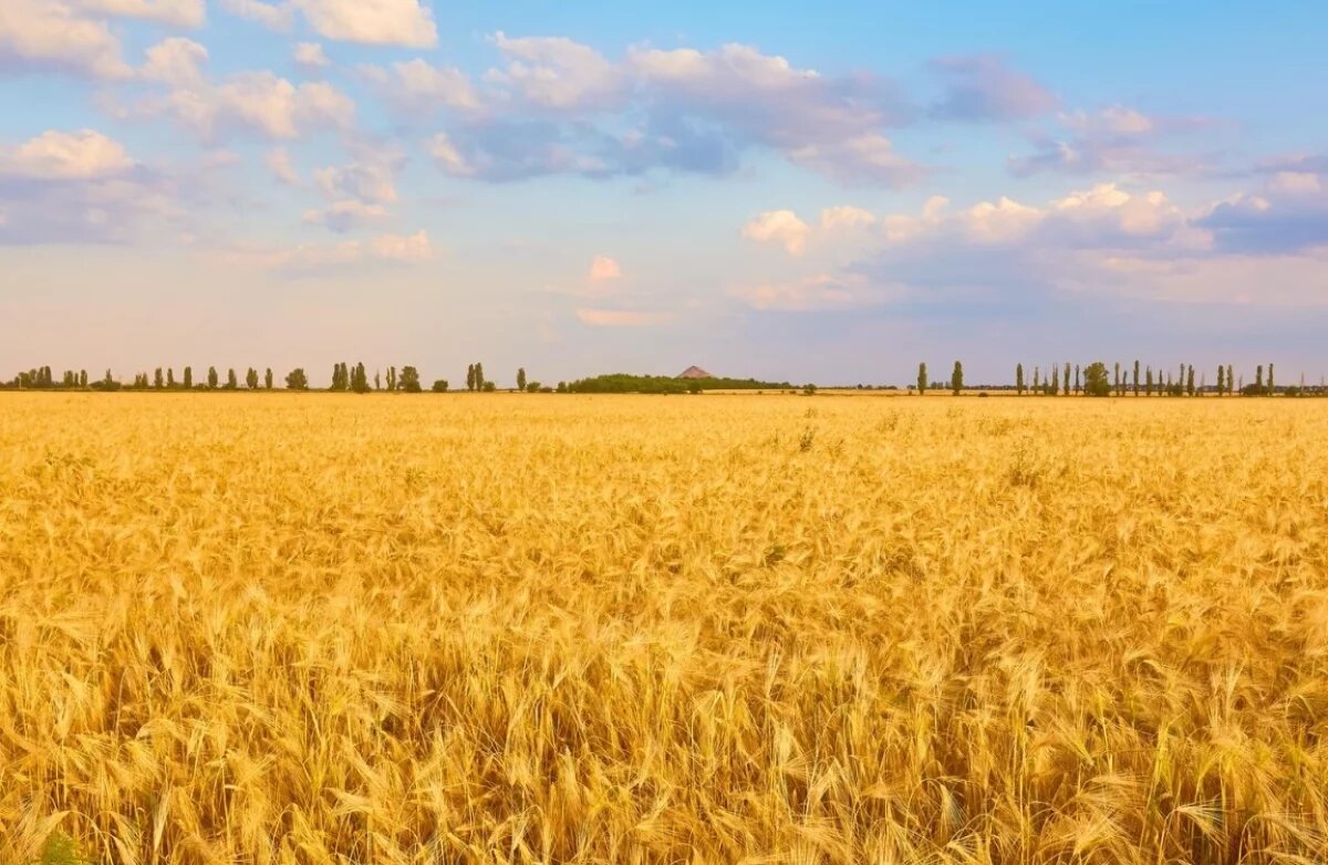    Охоту на сельхозземлях могут запретить в Хабаровском крае