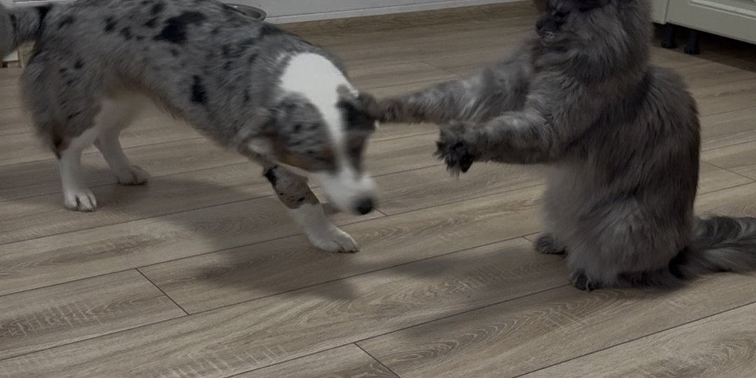 Кто в доме хозяин. Или вечный вопрос кто сильнее кошки или собаки?