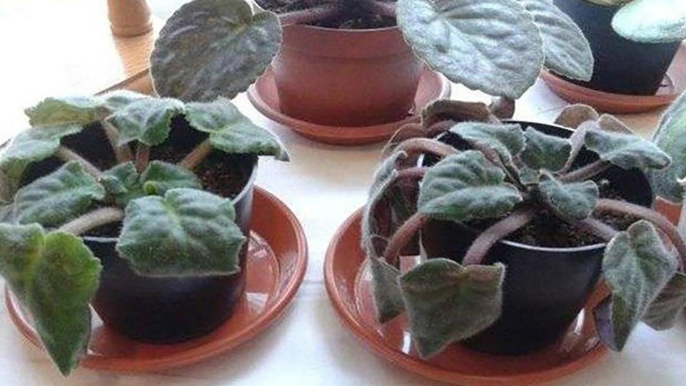 Так выглядела моя фиалка до омоложения - классический случай для восстановления