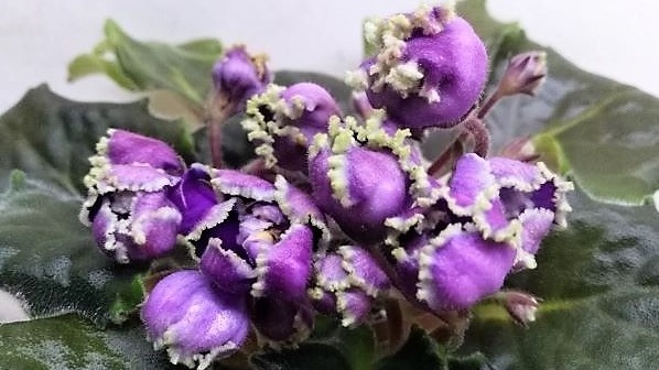 Такую красавицу трогать не стоит - дождитесь окончания цветения