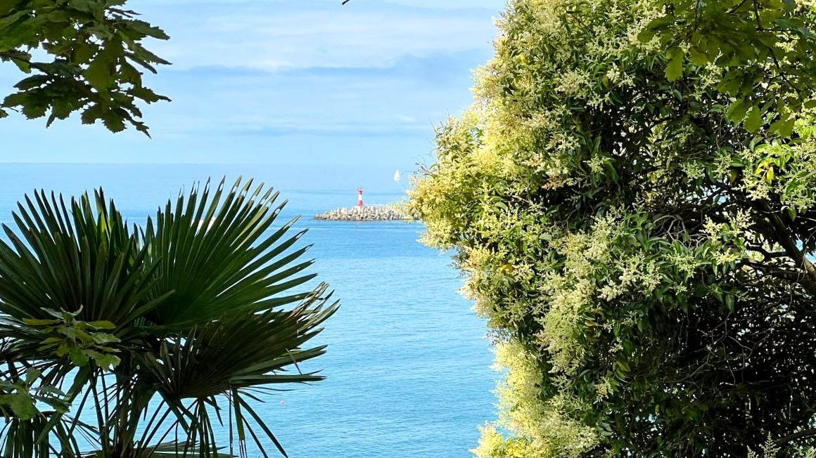 Фото: Telegram/Сочи Официальный  📷
