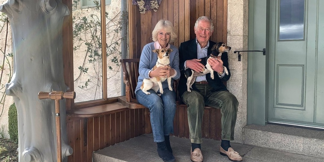 Новые фавориты короны: собаки короля Карла III