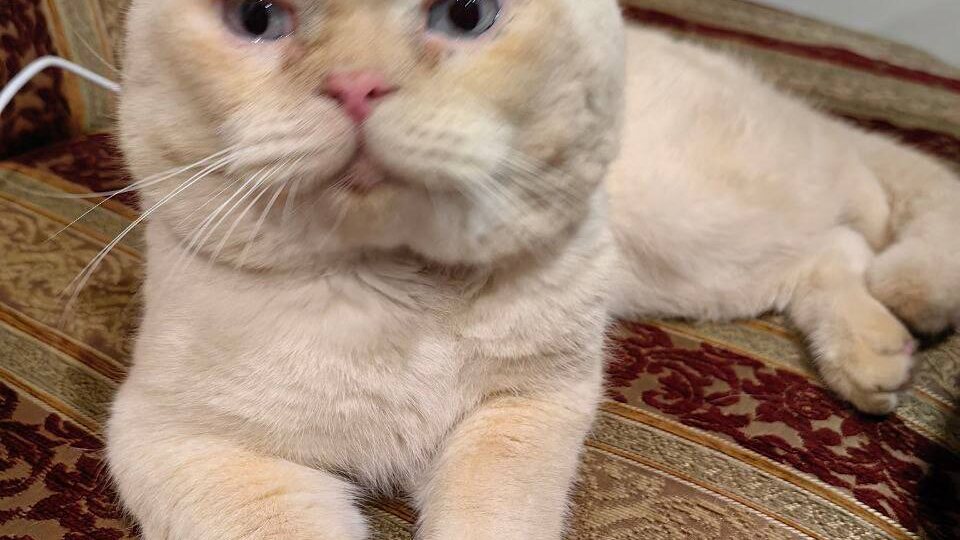 Найден кот! Пожалуйста, максимальный репост