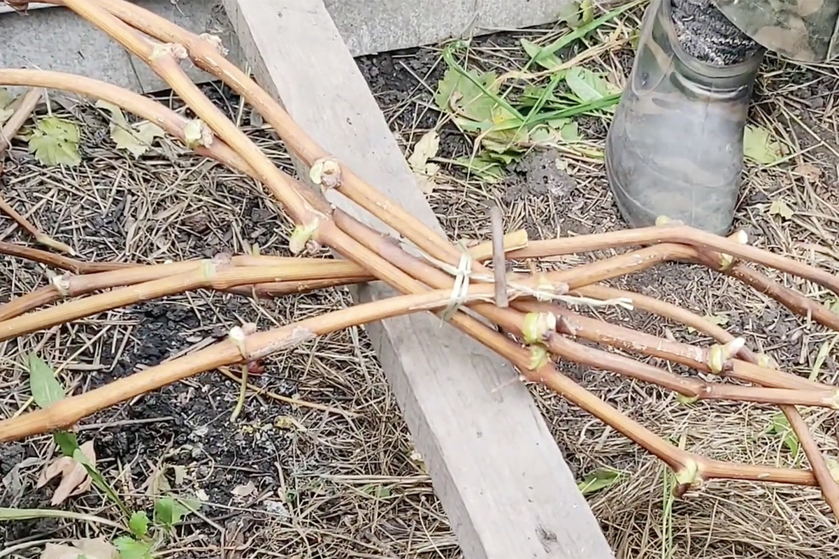 АрТсад Манько / Youtube📷Для защиты от влаги лозу можно укладывать на подпорки без прямого контакта с землей