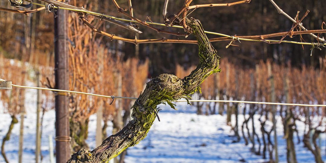 Как укрыть виноград на зиму