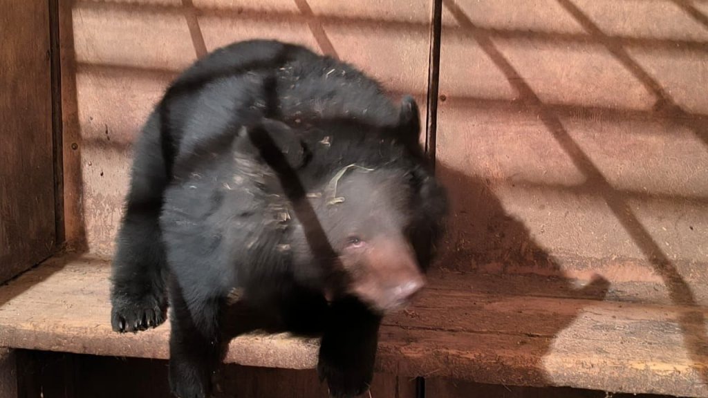    Фото: t.me/Центр «Тигр»