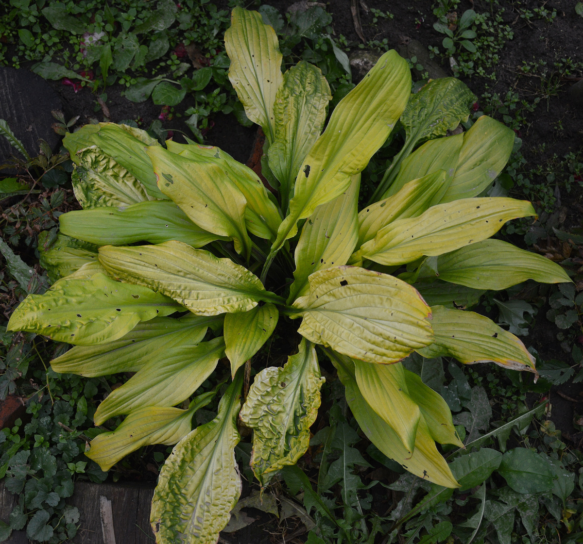 Хоста 'Липстик Блонд' (Lipstick Blond) 6 октября 2024 в моём саду. Все фотoграфии в статье мои