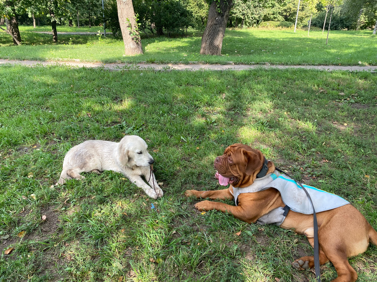 Моня и Джой идеальная пара