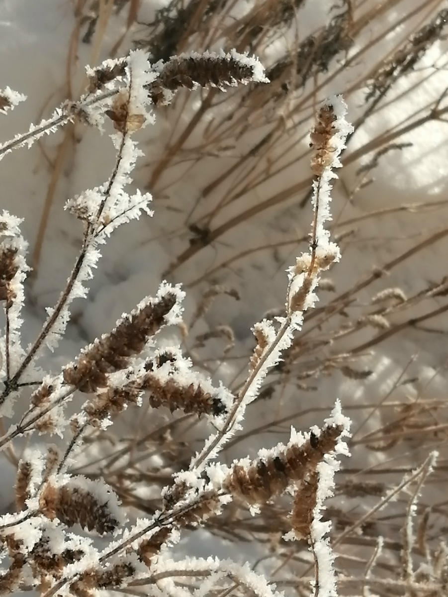 и не деревья