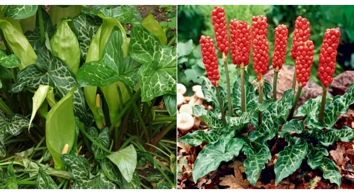 Фото из интернета 