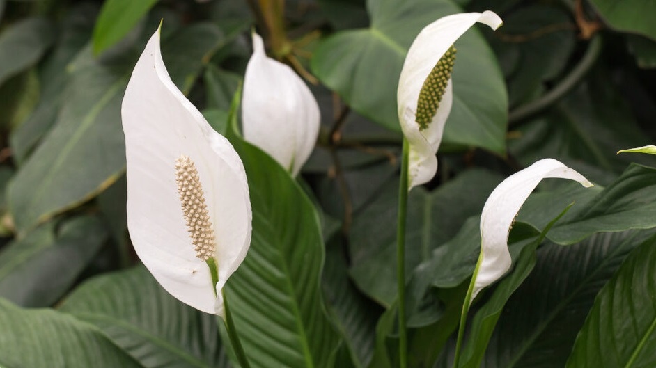 Спатифиллум — цветок без капризов! Как заставить «женское счастье» цвести круглый год?