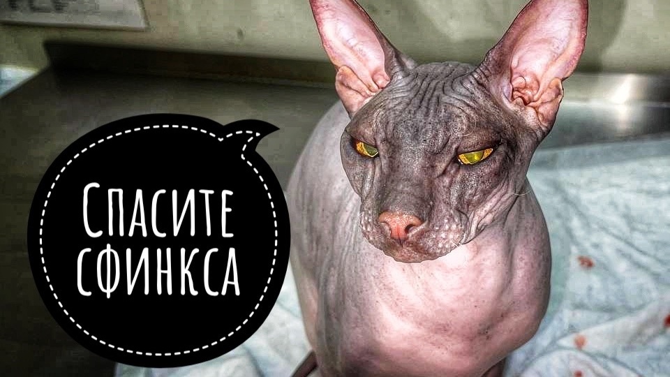 Несчастный сфинкс, которому место дома НЕ НАШЛОСЬ!