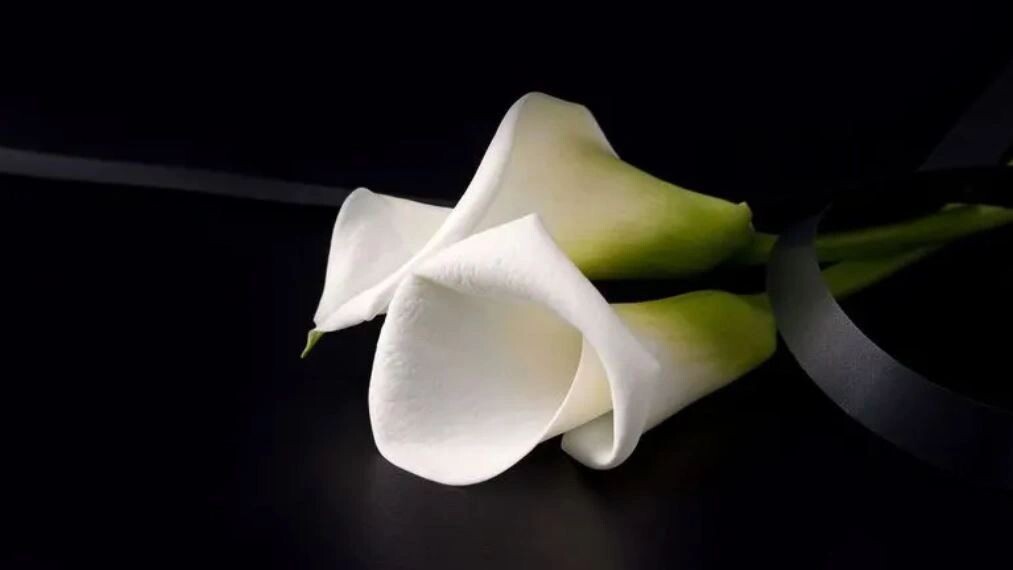    Фото: Marharyta M/Shutterstock/Fotodom