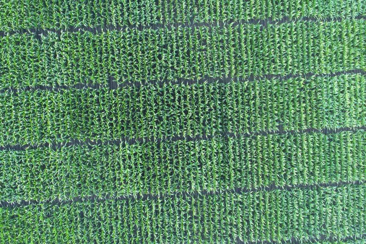 Микроделяночные опыты в ЦФО, 2021 год