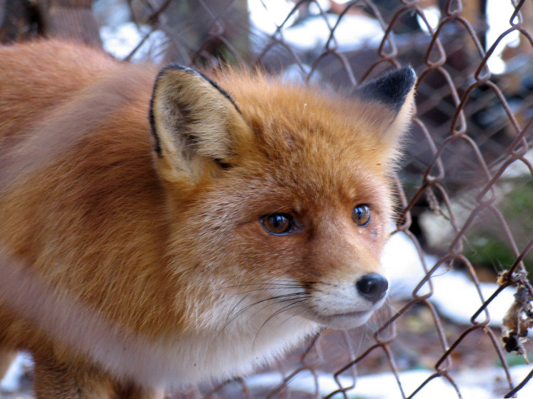     Фото: Геннадий Чрекасов
