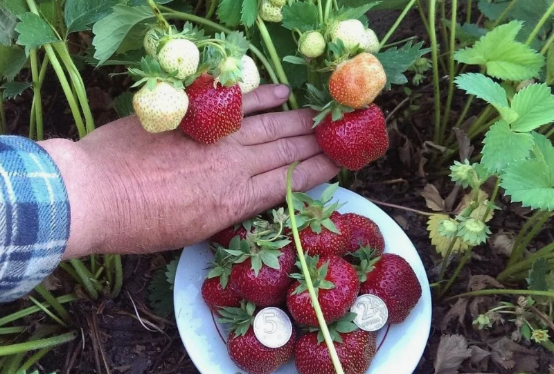 10 растений, которые я больше никогда не посажу и вам не советую