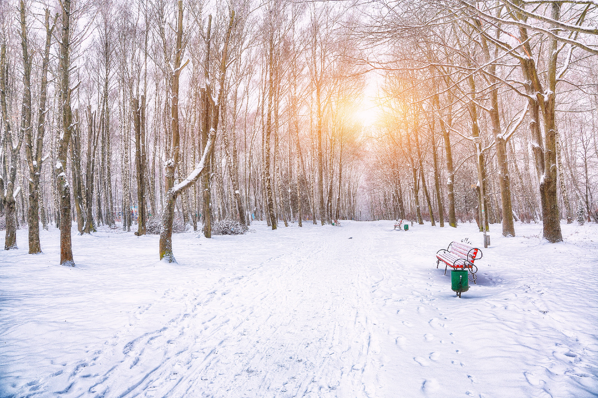 Вид на скамейку парка и деревья, покрытые снегом. Зимний пейзаж, Россия. Источник фото: shutterstock.com