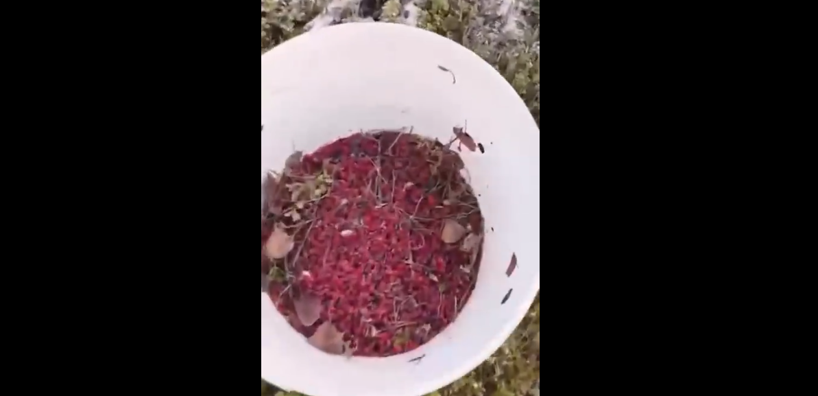    «Ягоды Карелии» / тг