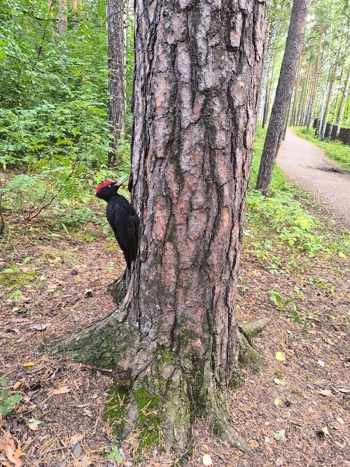 опрос про птиц