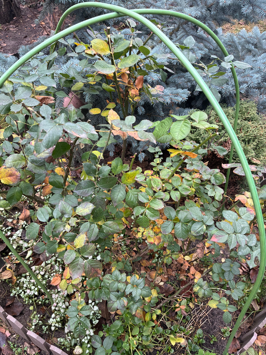 Розы не укрыты